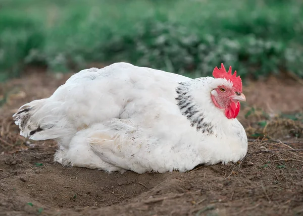 Белые Суссекские Цыплята Отдыхают Песке — стоковое фото