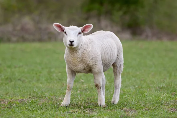 Jeune Agneau Blanc Moutons Flamands — Photo