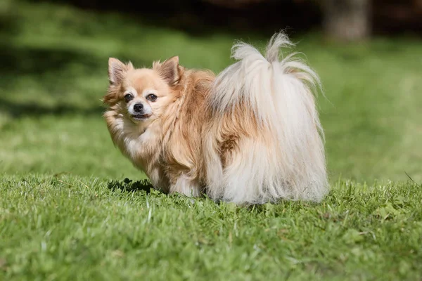 Çimenlerde kahverengi bir Chihuahua 'nın portresi.