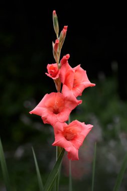 Kırmızı gladiolus koyu arkaplanda izole.