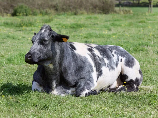 Grey White Cow Laying Meadow — Stock Photo, Image