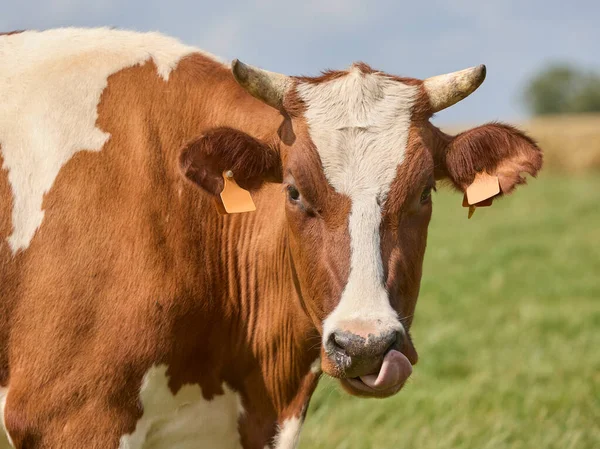 Close Cabeça Tiro Vaca Branca Marrom — Fotografia de Stock