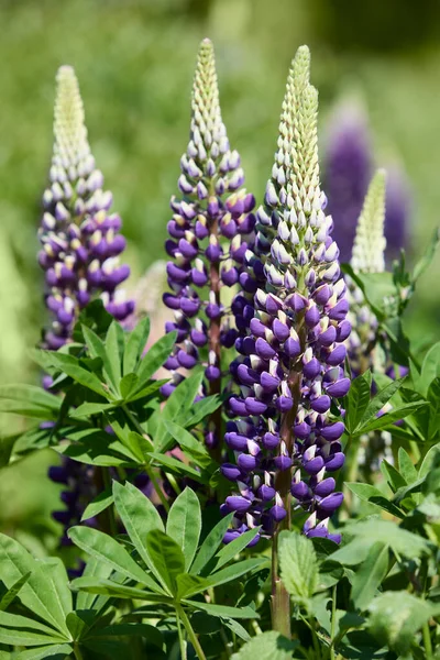 Bahçede Mor Lupin Çiçekleri — Stok fotoğraf