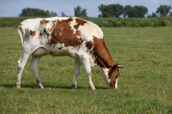 Witte Bruine Koe Grazen Het Weiland — Stockfoto