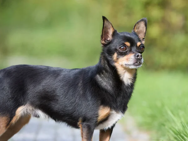 Young Black Male Chihuahua Garden — Stock Photo, Image