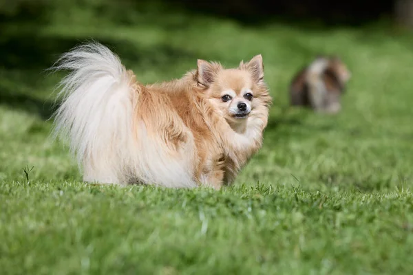 茶色の長い髪の女性Chihuahua — ストック写真