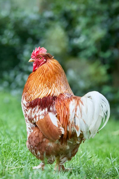 Bahçede Kırmızı Kahverengi Horoz Serbest — Stok fotoğraf