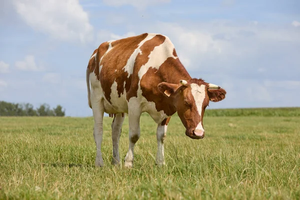 Vaca Branca Leite Marrom Prado — Fotografia de Stock