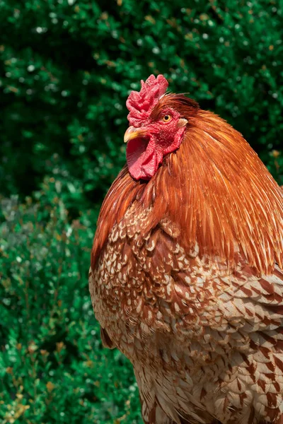 Galo Vermelho Perto Cabeça — Fotografia de Stock