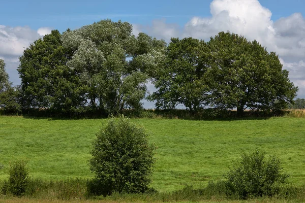 Veld Met Bomen Vlaamse Ardennen Vlaanderen België — Stockfoto