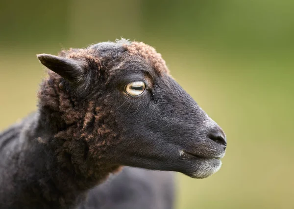 Närbild Kvinnliga Ouessant Får Tacka — Stockfoto