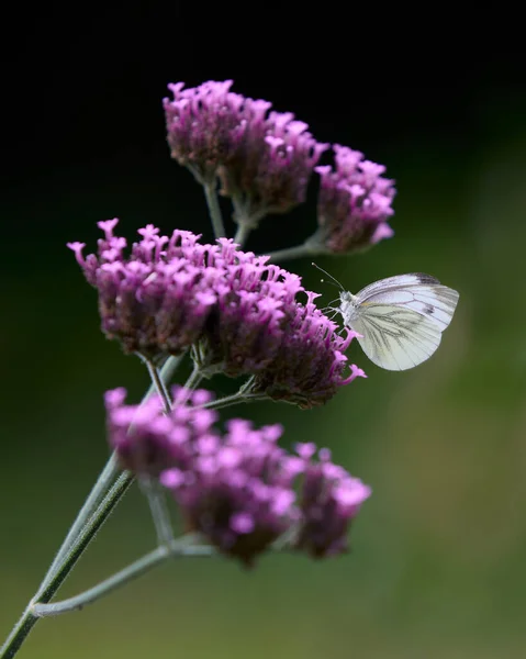 Weißer Schmetterling Auf Eisenkraut Blume Garten — Stockfoto