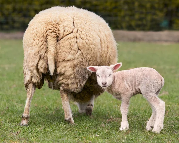 Bílá Vlámská Ovce Ovce Novorozeným Jehněčím — Stock fotografie