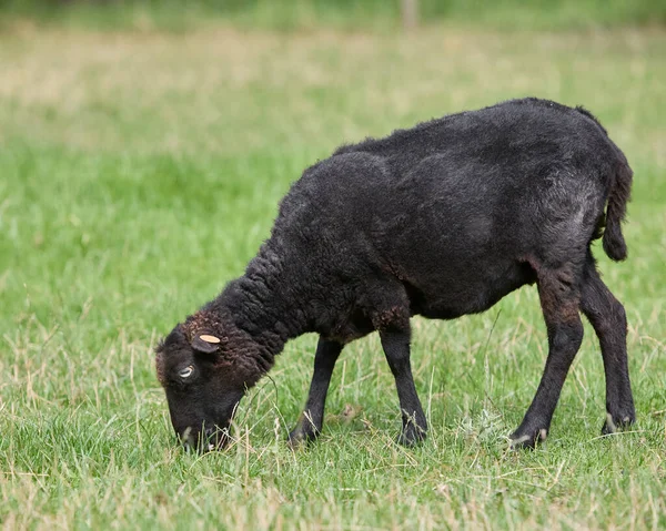 Svart Kvinna Ouessant Får Nyligen Fleeced — Stockfoto