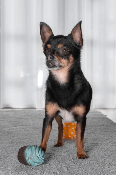 Genç Kısa Saçlı Oyuncak Bir Chihuahua — Stok fotoğraf