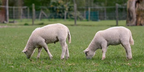 Dois Cordeiros Brancos Primavera Pastando Prado — Fotografia de Stock