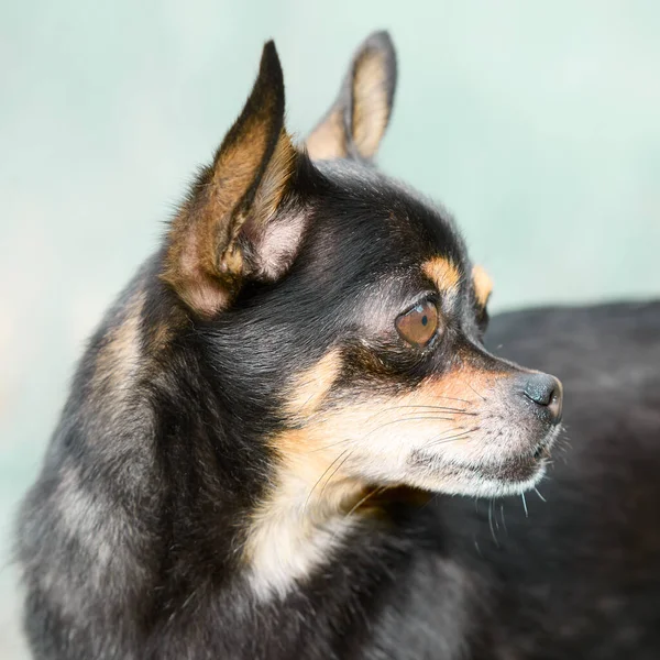 Closeup Shorthaired Young Black Chihuahua — ストック写真