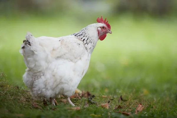Fehér Csirke Szabad Tartomány Kertben — Stock Fotó