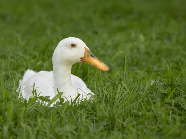 Close White Indian Runner Duck Grass — Stock Photo, Image