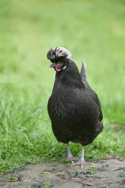 庭で白いクレストフリー範囲を持つ黒ポーランド鶏 — ストック写真