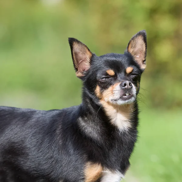 Joven Chihuahua Pelo Corto Negro Con Los Ojos Cerrados —  Fotos de Stock