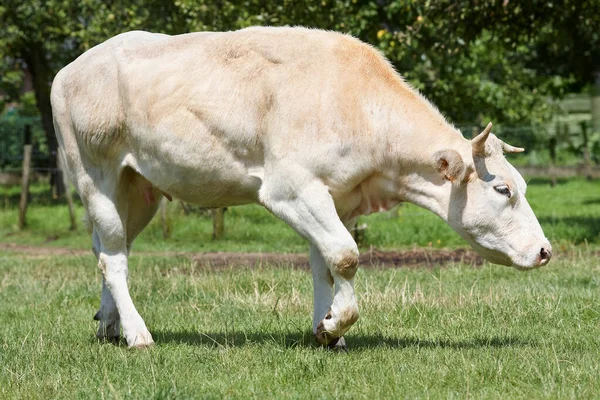 Vache Chair Blanche Dans Prairie — Photo