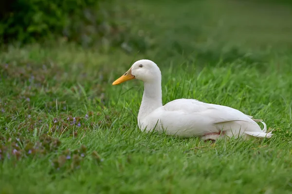 White Indian Runner Duck Grass Garden — Stock Photo, Image