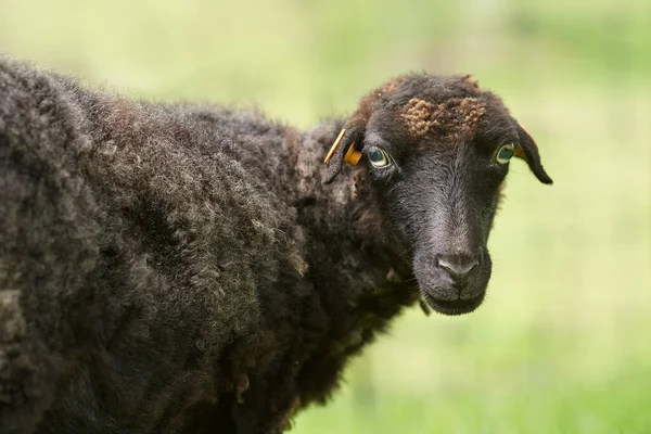 Самка Чёрно Коричневой Овцы — стоковое фото