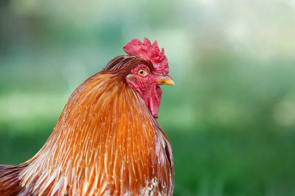 赤茶色の雄鶏の肖像 — ストック写真