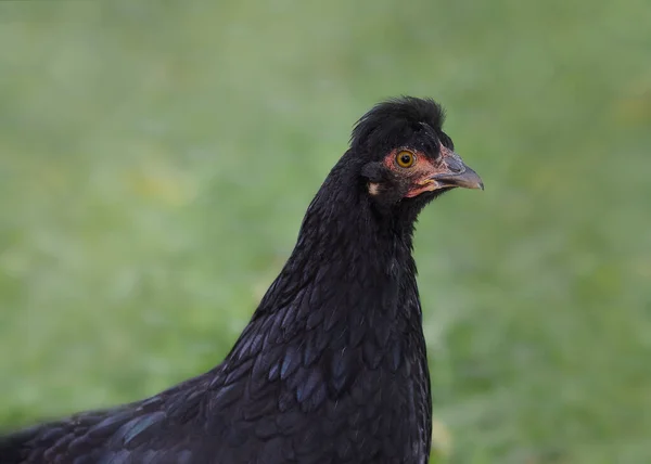 Közelkép Fiatal Fekete Lengyelország Csirke — Stock Fotó
