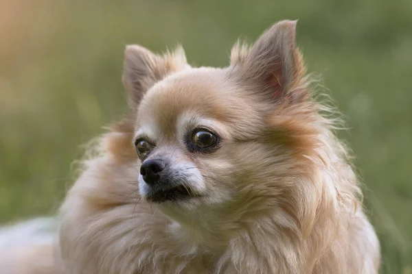 Κοντινό Πλάνο Του Μακρυμάλλη Θηλυκό Chihuahua — Φωτογραφία Αρχείου