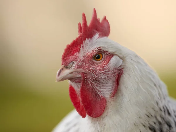 Close Shot Head White Chicken Red Crest — Stok fotoğraf