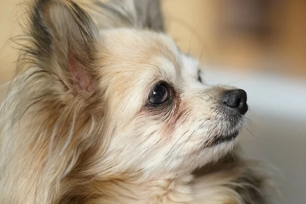 Primer Plano Chihuahua Hembra Pelo Largo —  Fotos de Stock