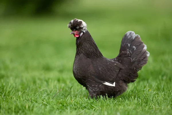 Black Poland Chicken White Crest Garden — Stock Photo, Image