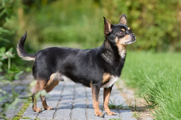 Black Cute Chihuahua Short Haired Garden — Stock Photo, Image