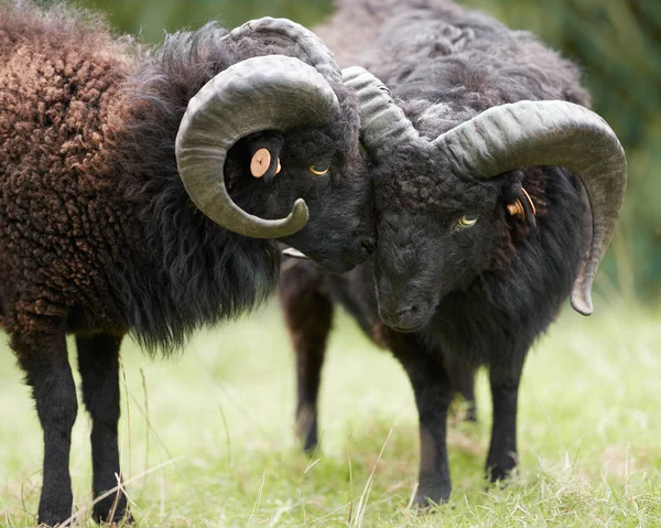 İki yüz karası koyun kafalarını okşuyor.