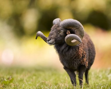 Siyah erkek, büyük boynuzlu koyunlardan daha uzun.