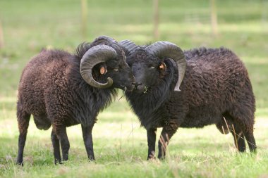 İki yüz karası koyun.