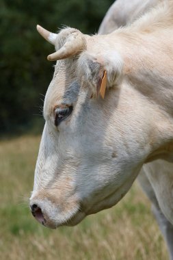 Beyaz ineğin başını yakın.
