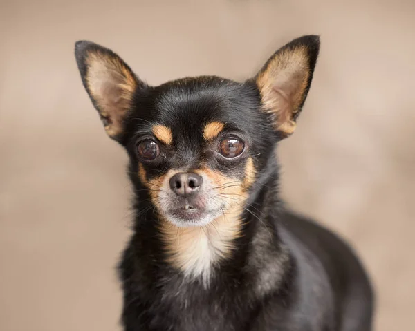 Close Black Short Haired Chihuahua — Stok fotoğraf