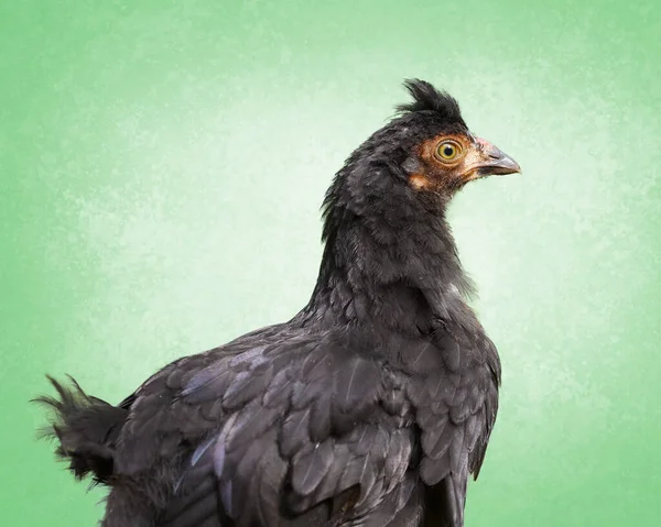 Close Young Poland Chicken — Stock Photo, Image