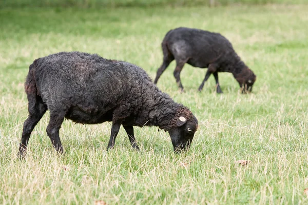 Dwie Świeżo Oskubane Czarne Owce — Zdjęcie stockowe