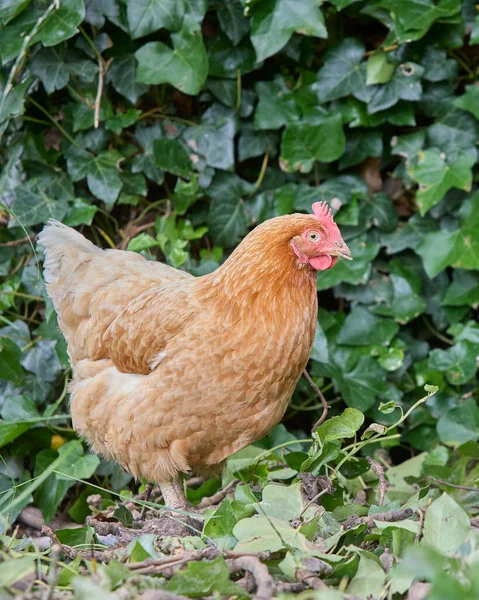 Jasnobrązowy Sussex Kurczaka Free Range Ogrodzie — Zdjęcie stockowe