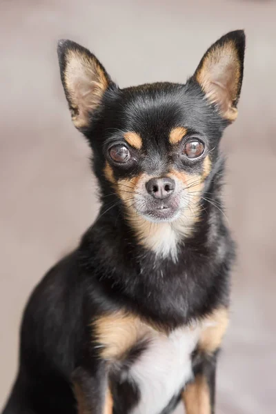 Close Portrait Short Haired Black Chihuahua — Stok fotoğraf