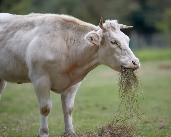 White Cow Eating Hay Meadow — 图库照片