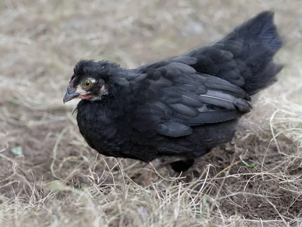 Young Black Chick Baby Poland Chicken — Zdjęcie stockowe