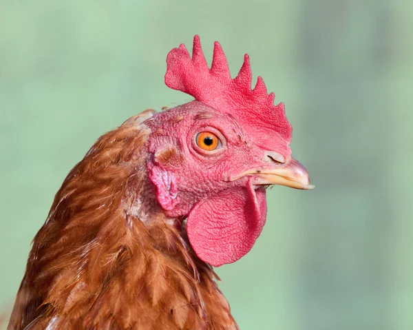 Close Head Red Brown Chicken Isolated — Φωτογραφία Αρχείου