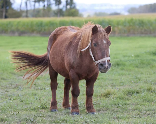 Altes Braunes Pony Auf Der Weide — Stockfoto