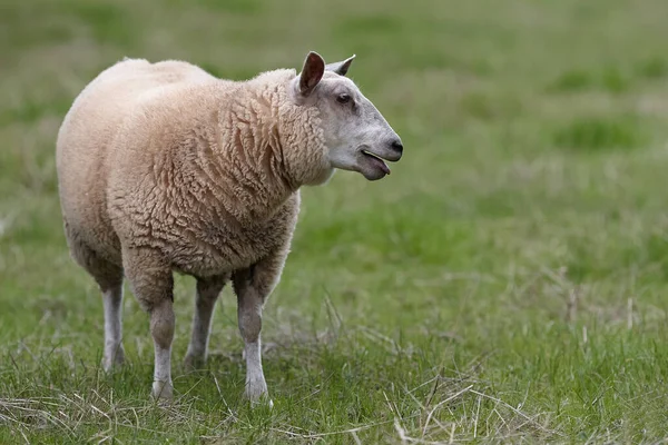 Moutons Flamands Blancs Dans Prairie — Photo