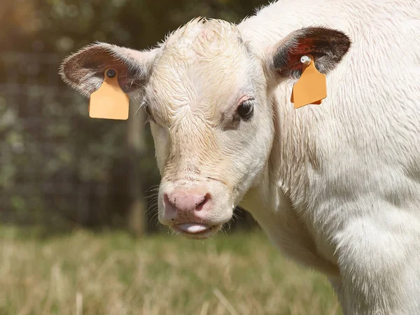 Close Young White Bull — Stock Photo, Image